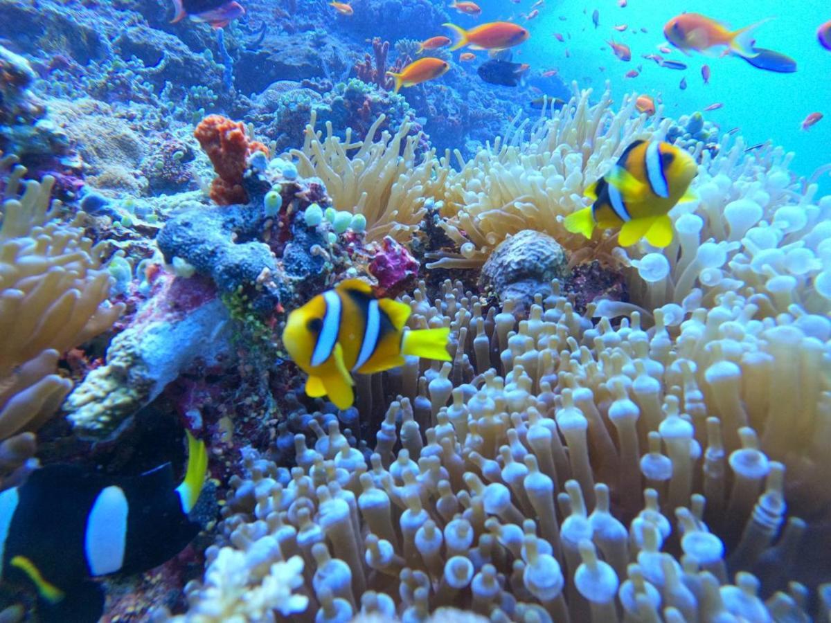 Hotel White Coral Rasdhoo Exterior foto